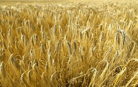 Field of barley