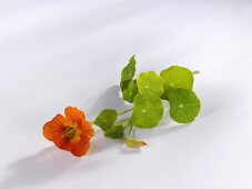 Nasturtium flower with leaves