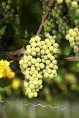 Weissburgunder grapes on the vine