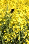 Rape flowers in the field with a bumblebee