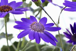 Cineraria flowers