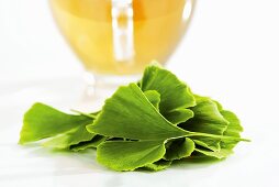 Fresh ginkgo leaves with tea in background