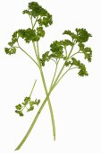 Curly parsley