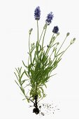 Flowering lavender plant
