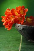 Clivias in wooden bowl