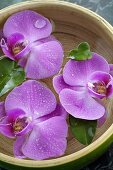 Orchid flowers in bowl of water