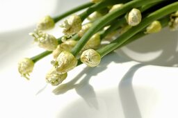 Garlic flowers