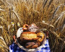 Basket of bread rolls on a picnic cloth in a cornfield
