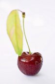 Cherry with stalk, leaf and drops of water