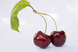 Two cherries with stalk and leaf