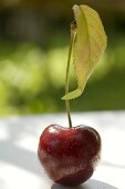 Cherry with stalk and leaf on table in open air