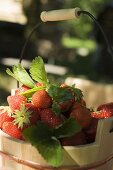 Fresh strawberries with leaves in wooden bucket