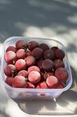 Red gooseberries in plastic container