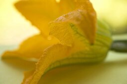 Courgette flower on table