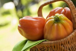 Frische Tomaten im Korb