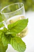 A sprig of fresh mint in front of tea glass