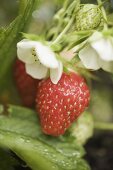 Erdbeeren (reif, unreif und Blüten) an der Pflanze