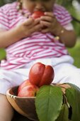 Nectarines in wooden bowl, child eating nectarine in background