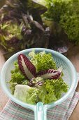 Verschiedene Salate im Plastiksieb