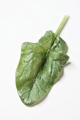 A spinach leaf