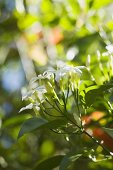 Jasminblüten am Strauch