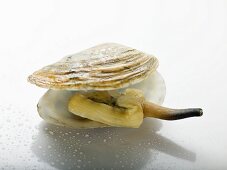 Clam in shell