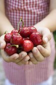 Hands holding fresh red cherries