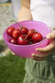 Hands holding bowl of fresh red cherries