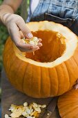 Hollowing out a giant pumpkin