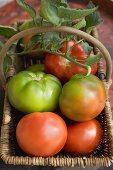 Beefsteak tomatoes (ripe and unripe) with leaves in basket