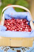 Cranberries in a woodchip basket