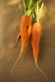 Fresh carrots on brown background