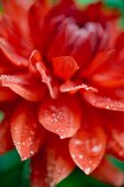 Red dahlia with drops of water