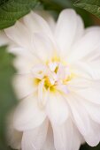 White dahlia (close-up)