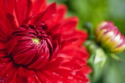 Red dahlia in garden