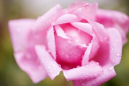 Rosa Rose mit Wassertropfen (Close Up)