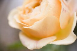 Lachsfarbene Rose (Nahaufnahme)