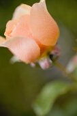 Salmon-pink rose