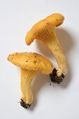 Fresh chanterelles