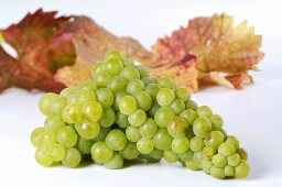 Green grapes, variety Muskateller, with leaves