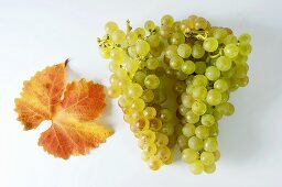 Green grapes, variety Gutedel, with leaf