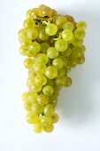 Green grapes, variety Gutedel