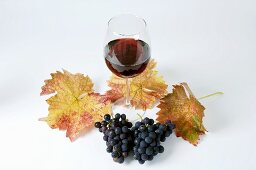 Blaue Trauben, Sorte Spätburgunder, Blätter und Glas Rotwein