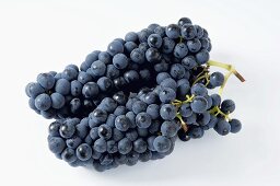 Black grapes, variety Solara