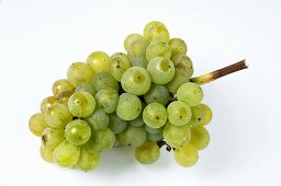 Green grapes, variety Ehrenfelser