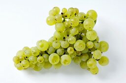 Green grapes, variety Faberrebe