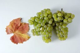 Green grapes, variety Scheurebe, with leaf