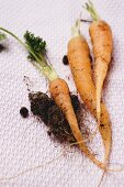 Young carrots with soil