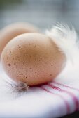 Two brown eggs with feathers on tea towel