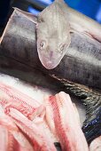 Various types of fresh fish at a market